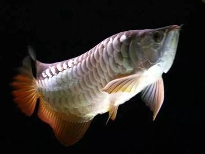 龍魚(yú)沉頭什么原因造成的：龍魚(yú)為什么會(huì)沉頭？ 龍魚(yú)百科 第2張