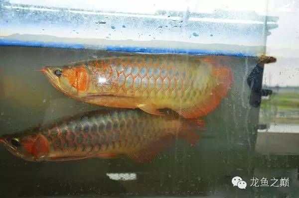 金龍魚(yú)熱帶魚(yú)哪國(guó)的：金龍魚(yú)是一種熱帶魚(yú)嗎 龍魚(yú)百科 第2張