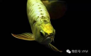 為什么喜歡龍魚(yú)呢：為什么人們喜歡養(yǎng)龍魚(yú)？ 龍魚(yú)百科 第2張