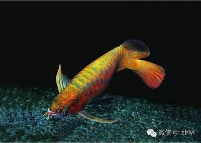 為什么喜歡龍魚(yú)呢：為什么人們喜歡養(yǎng)龍魚(yú)？ 龍魚(yú)百科 第1張