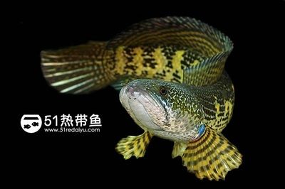 小型雷龍魚的品種及價格大全：小型雷龍魚品種及價格大全小型雷龍魚的品種及價格大全 龍魚百科 第1張