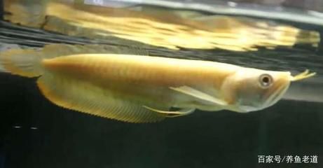 龍魚(yú)喂食量一次喂多少克飼料：龍魚(yú)喂食量一次喂多少克飼料龍魚(yú)喂食量一次喂多少克 龍魚(yú)百科 第1張