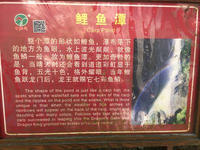 白龍魚(yú)眼的故事寓意：白龍魚(yú)眼的寓意 龍魚(yú)百科 第2張