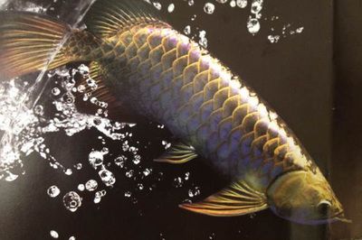 治療龍魚沉頭最快的辦法：怎么治療龍魚沉頭 龍魚百科 第3張