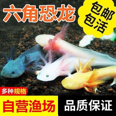 白龍魚好養(yǎng)嗎怎么養(yǎng)的好：白龍魚好養(yǎng)嗎 龍魚百科 第2張