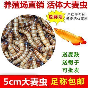 龍魚喂面包蟲一次喂多少：龍魚喂食面包蟲一次喂多少龍魚喂面包蟲一次喂多少