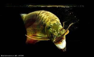 金龍魚(yú)壁紙顏色：如何選擇金龍魚(yú)壁紙的顏色