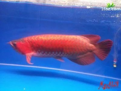 龍魚多大成年可以繁殖下一代：龍魚的成年標(biāo)準(zhǔn)和繁殖能力