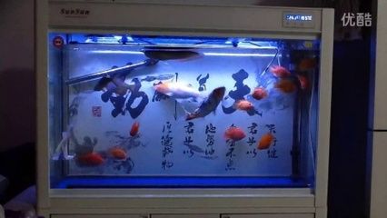 60cm魚缸能養(yǎng)龍魚嗎：混養(yǎng)5條龍魚需要注意哪些問題？ 龍魚百科 第2張