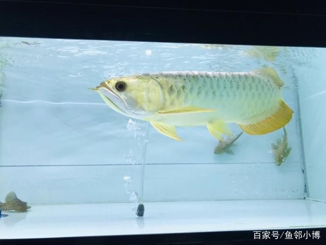 金龍魚炮彈頭是什么樣：金龍魚炮彈頭是一種特殊的頭型，炮彈頭是一種特殊的頭型 龍魚百科