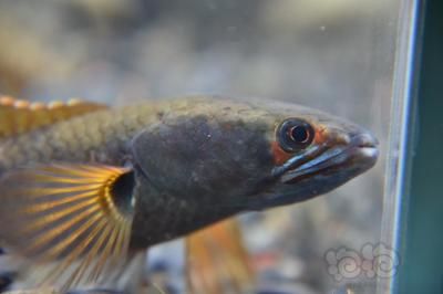 血斑1型雷龍魚是什么品種：關(guān)于血斑1型雷龍魚的詳細信息 龍魚百科 第1張