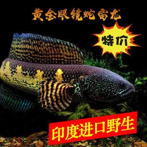 奶茶雷龍是冷水魚嗎還是熱水：奶茶雷龍是冷水魚還是熱帶魚？ 龍魚百科 第1張