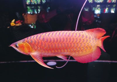 紅龍魚(yú)什么樣的體型是極品的：極品紅龍魚(yú)什么樣的體型是極品紅龍魚(yú)的體型特征