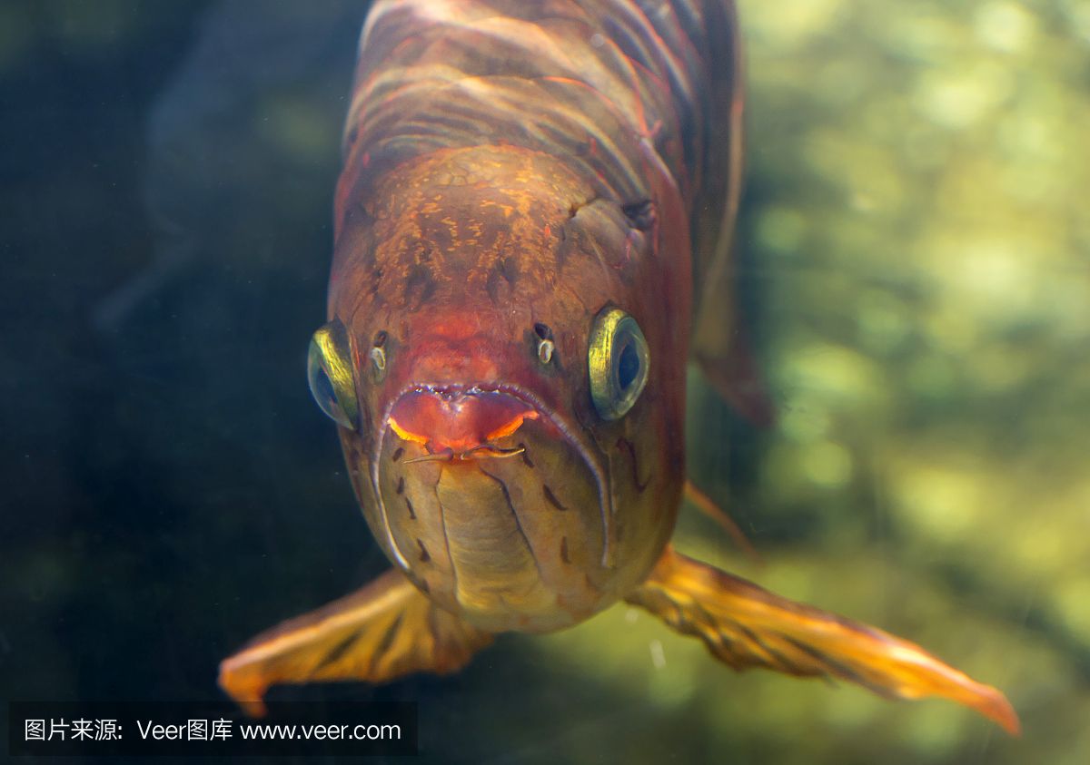 赤紅龍魚：華盛頓公約(cites)赤紅龍魚