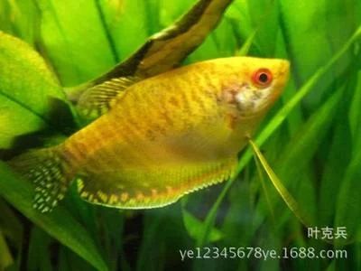 龍魚對缸的要求：飼養(yǎng)龍魚需要滿足一系列的魚缸要求