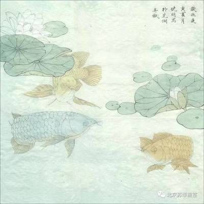 金龍魚藍色好還是綠色好：金龍魚藍色和綠色哪個更好 龍魚百科 第2張