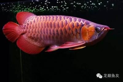 紅龍魚(yú)發(fā)色燈正確位置：紅龍魚(yú)發(fā)色燈正確位置：紅龍魚(yú)發(fā)色燈的正確位置