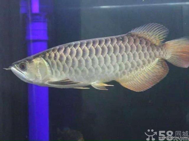 極品過背金龍魚：極品過背金龍魚是一種非常珍貴的觀賞價值而聞名 龍魚百科 第2張