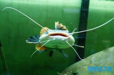 龍魚(yú)和招財(cái)貓混養(yǎng)：龍魚(yú)和招財(cái)貓魚(yú)可以混合飼養(yǎng)但需要注意一些關(guān)鍵因素 龍魚(yú)百科 第3張