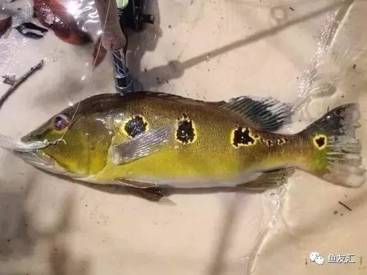 和紅龍魚(yú)混養(yǎng)的高端魚(yú)種：幾種適合與紅龍魚(yú)混養(yǎng)的高端魚(yú)種