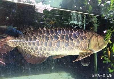 龍魚長啥樣：關(guān)于龍魚外觀特征的詳細(xì)信息：大型鱗片、美麗的游動(dòng)方式