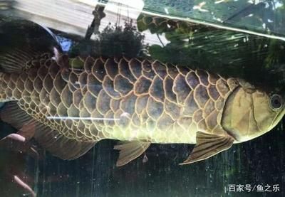 龍魚長啥樣：關(guān)于龍魚外觀特征的詳細(xì)信息：大型鱗片、美麗的游動(dòng)方式