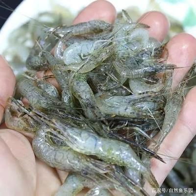 龍魚喂河蝦還是白蝦：龍魚可以喂食河蝦和白蝦嗎？