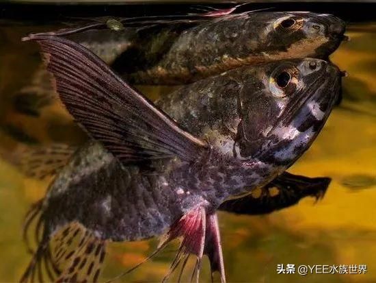 龍魚喂活蝦用拔皮嗎：龍魚喂活蝦是一項需要注意的過程 龍魚百科 第2張