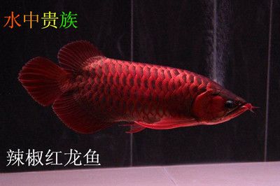 頂級紅龍魚品牌有哪些品種的魚：頂級紅龍魚品牌有哪些品牌的紅龍魚