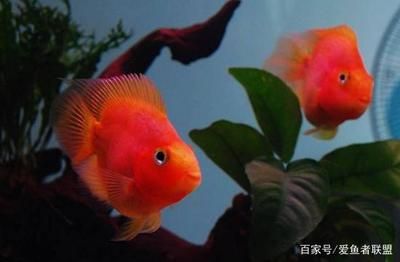 財神鸚鵡和龍魚混養(yǎng)：財神鸚鵡和龍魚可以混養(yǎng)嗎