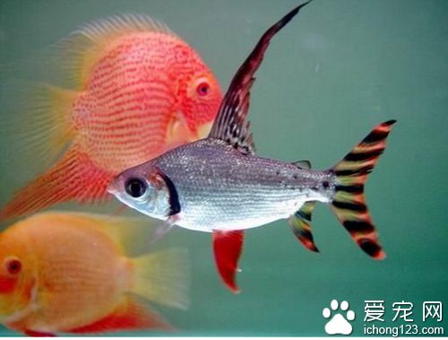 飛鳳魚和龍魚混養(yǎng)怎么樣：飛鳳魚和龍魚混養(yǎng)可行嗎