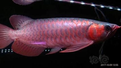 印尼超血紅龍魚(yú)：印尼超血紅龍魚(yú)價(jià)格