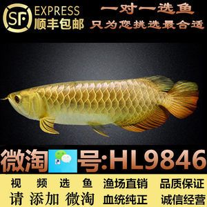 號半金龍魚是什么樣子的：號半金龍魚是一種具有特殊外觀特征的魚類