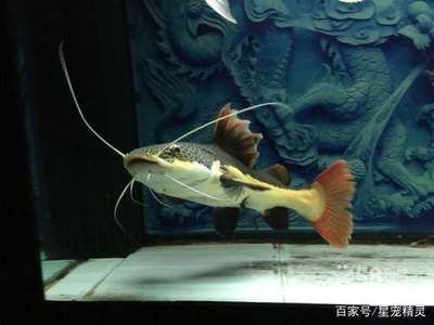 蟑螂喂龍魚怎么處理干凈：蟑螂喂龍魚怎么處理 龍魚百科 第2張