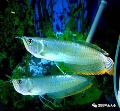 龍魚輕微側游怎么辦：龍魚輕微側游怎么辦，