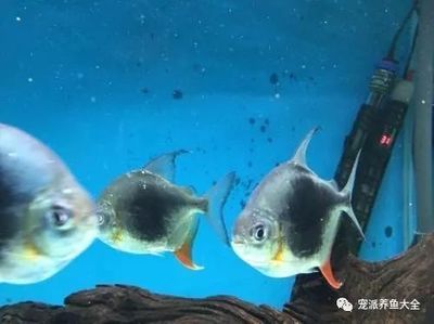 黑桃a魚和龍魚能混養(yǎng)嗎：黑桃a魚和龍魚可以混養(yǎng)嗎