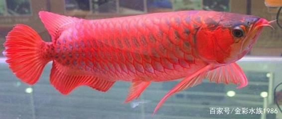 怎么讓龍魚發(fā)色快：如何讓龍魚發(fā)色快 龍魚百科 第3張