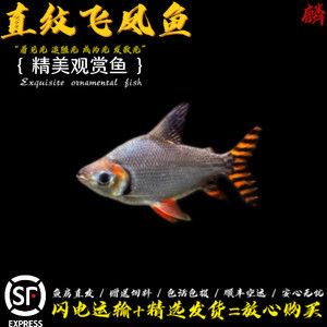 龍魚配飛鳳魚：關(guān)于龍魚配飛鳳魚的重要注意事項 龍魚百科 第2張