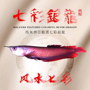 龍魚苗喂什么長(zhǎng)得快又好養(yǎng)：龍魚苗吃什么長(zhǎng)得快又好養(yǎng) 龍魚百科 第1張