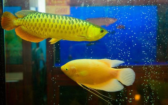 水族箱里金龍魚比招財(cái)魚少24條：水族箱里金龍魚比招財(cái)魚少24條招財(cái)魚少24條 龍魚百科 第1張