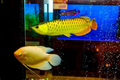 水族箱里金龍魚比招財(cái)魚少24條：水族箱里金龍魚比招財(cái)魚少24條招財(cái)魚少24條 龍魚百科 第2張