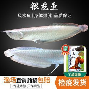 觀賞魚 龍：龍魚是一種備受人們喜愛的高端觀賞魚 龍魚百科 第1張