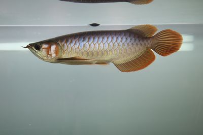 龍魚(yú)背部鱗片有棉絮：龍魚(yú)背部鱗片出現(xiàn)棉絮狀物可能是由于多種原因引起的 龍魚(yú)百科 第3張