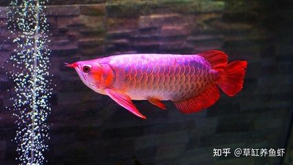 50公分的金龍魚幾天喂一次食物：50公分的金龍魚每天喂一次食物，是最佳飼養(yǎng)實(shí)踐實(shí)踐 龍魚百科 第2張