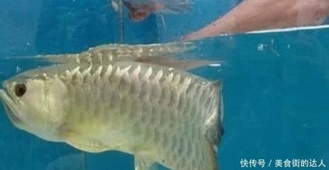 金龍魚(yú)不吃小魚(yú)怎么辦：金龍魚(yú)不吃小魚(yú)怎么辦， 龍魚(yú)百科 第3張