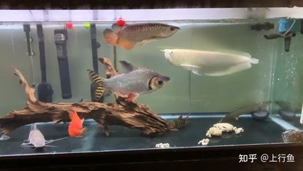 飛鳳魚能和龍魚混養(yǎng)嗎：飛鳳魚可以和龍魚混養(yǎng)嗎