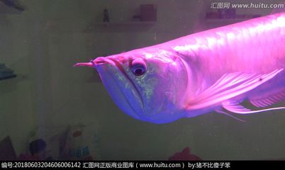 粉色的金龍魚叫什么：粉色的金龍魚叫什么名稱 龍魚百科 第3張