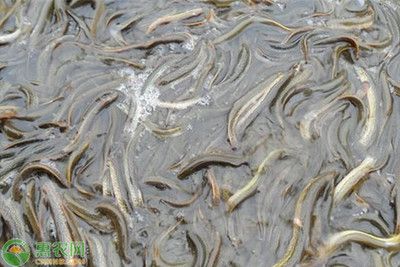 泥鰍給龍魚吃怎么消毒：喂食龍魚泥鰍時應該如何處理 龍魚百科 第2張