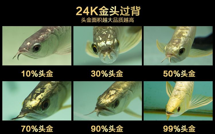 小龍魚苗一天喂幾次食：小龍魚苗一天喂幾次？ 龍魚百科 第1張