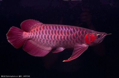 龍魚照片大全大圖真實(shí)：如何在多個(gè)網(wǎng)站上找到真實(shí)、高清的龍魚照片